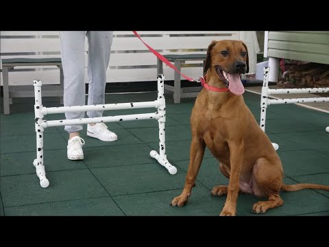 Видео: Догтренинг 656. Работают охотники: флет, сеттер, риджбек, терьер