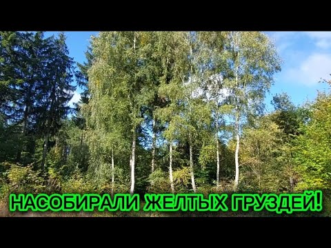 Видео: Насобирали жёлтых груздей!