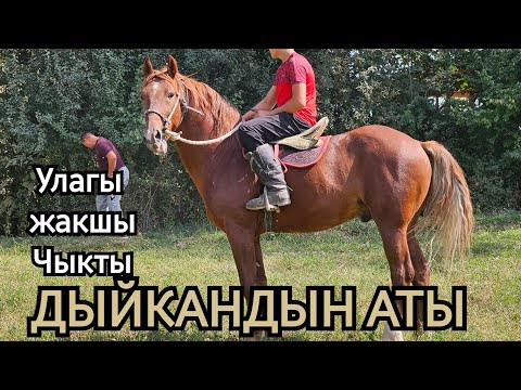 Видео: НАК ДЫЙКАНДЫН АТЫ 🔥УЛАГЫ КҮЧТҮҮ ЧЫКТЫ 