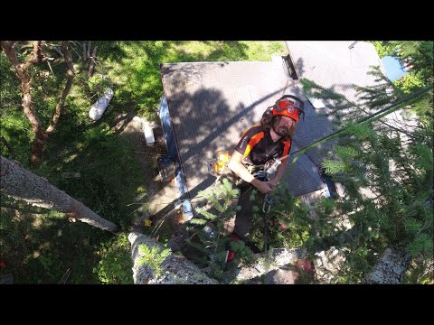 Видео: Монтаж одиночных деревьев