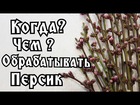 Видео: ВТОРАЯ ОБРАБОТКА ПЕРСИКА ОТ КУРЧАВОСТИ И МОНИЛИОЗА