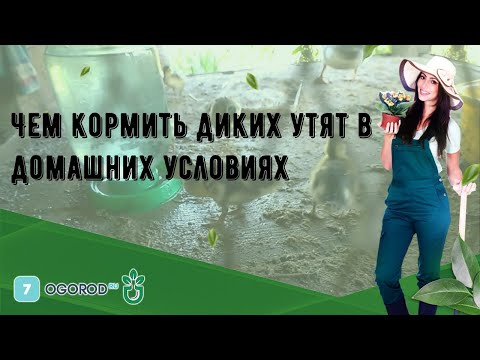 Видео: Чем кормить диких утят в домашних условиях