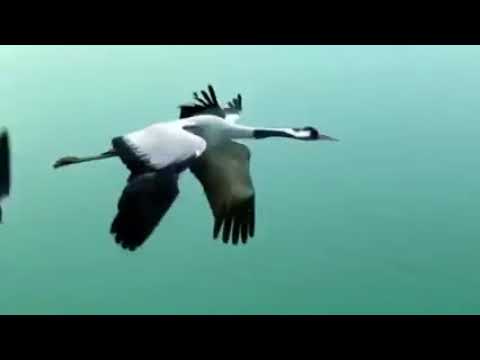 Видео: журавли - Далеко, далеко, где бушуют метели, оставляя края за собой, журавли улетели..(cover)