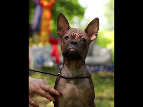 Видео: Щенок Китайского Чунцина