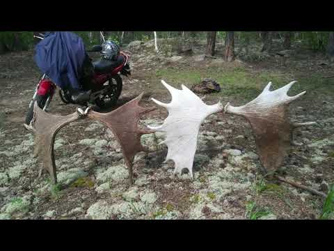 Видео: поиск рог лося.находки не перестают удивлять ..