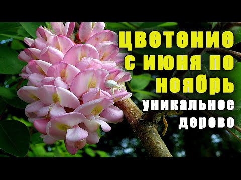 Видео: Уникальное дерево, цветет с ИЮНЯ по НОЯБРЬ, растение медонос, акация розовая. Робиния клейкая.