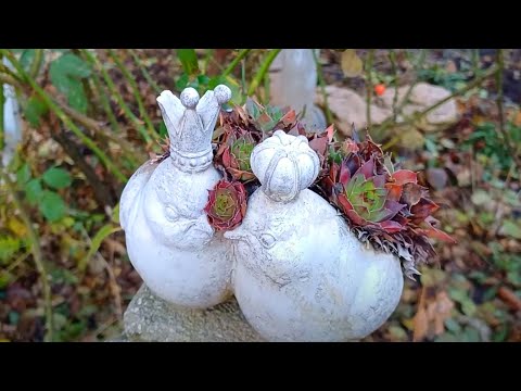 Видео: Что зимой в саду красивое?