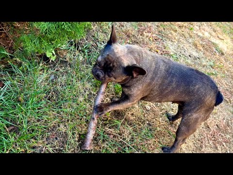 Видео: ПОЛНЫЙ комплект! И бананы во дворе и ФАЗАНЫ за двором