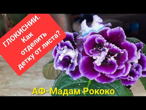 Видео: Глоксинии.Как отделить детку от листа.