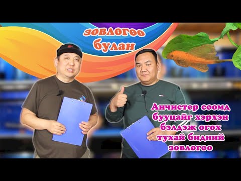 Видео: Бууцайг анчистерт хэрхэн өгөх вэ?