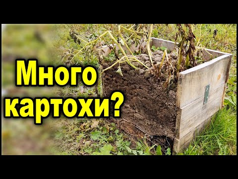 Видео: Вот что вырастит, если посадить картофель очень поздно! Мой урожай картофеля в коробе.