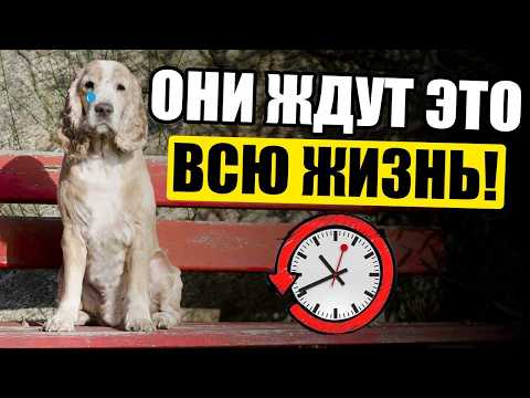 Видео: Ваша Собака Ждала ВСЮ ЖИЗНЬ, Когда Вы ЭТО СДЕЛАЕТЕ!