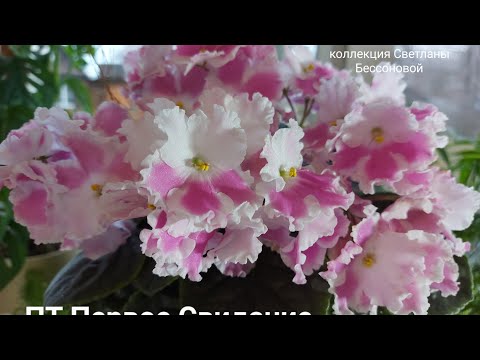 Видео: Фиалка 1ч .( грунт / горшки)