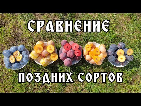 Видео: САМЫЕ ПОЗДНИЕ СОРТА СЛИВ / БАЙРОН ГОЛД / АНЖЕЛИНО / РУБЫ КРАНЧ / ЧАЧАТСКАЯ НАИЛУЧШАЯ / ЗОЛОТАЯ КАПЛЯ