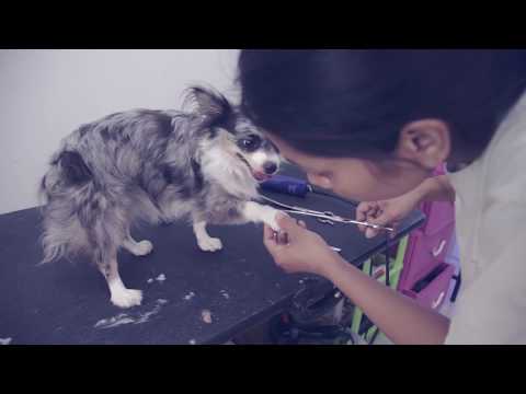Видео: Как подстричь собаку в домашних условиях | Чихуахуа Софи