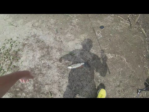 Видео: Бяла риба на Огняново