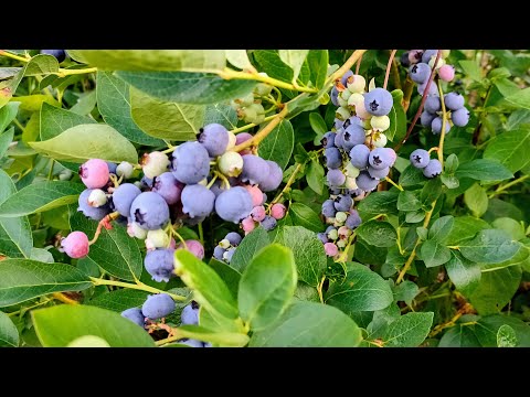 Видео: Особенности сортов голубики Часть 2