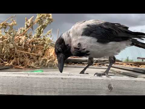 Видео: Вороны самые умные птицы. Наш Каркуша, ручная серая ворона.
