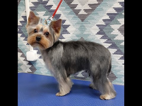 Видео: Как подстричь голову Йорку?