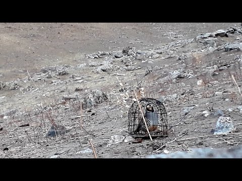 Видео: 2 НОЯБЬР 2025 АНА ЧУЧАРА БИН ДАМ БГИ👍👍👍👍💥💥💥💥💥