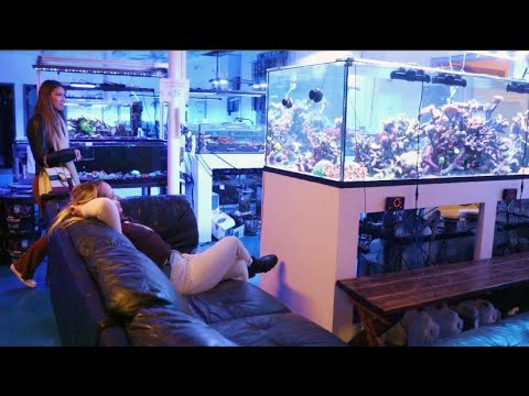 Видео: Один из лучших магазинов морской аквариумистики в США: A Reef Creation (ARC)