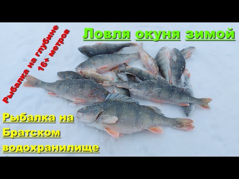 Видео: Рыбалка на Братском водохранилище. Ловля окуня зимой