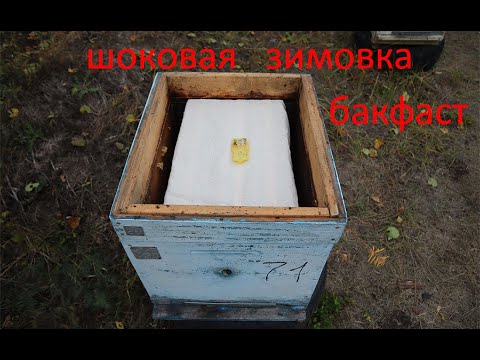 Видео: Шок контент Бакфаст уходит зимовать на подсолнухе на улице .Слеты пчел 110 семей за месяц гавкнули.