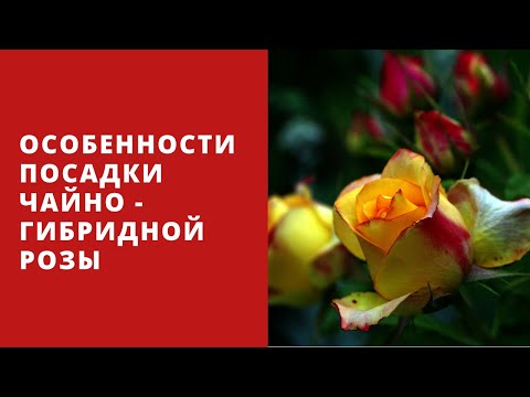 Видео: Особенности ПОСАДКИ ЧАЙНО-ГИБРИДНЫХ РОЗ в грунт ранней весной. На что обратить внимание