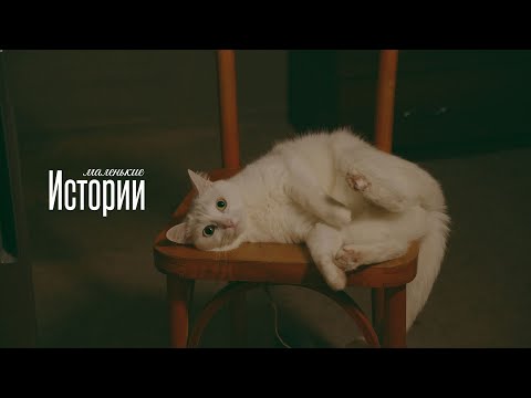 Видео: Маленькие истории. Кошка. Покупка квартиры. Ипотека. Соседи (7 авг 25)
