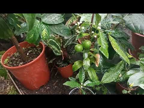 Видео: Кумкваты цветут и немного по уходу.