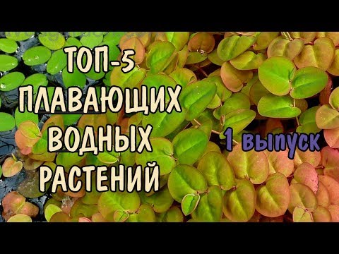 Видео: ПЛАВАЮЩИЕ РАСТЕНИЯ. Ч1. Филлантус, сальвиния натанс, лимнобиум, сальвиния ушастая, ряска малая.
