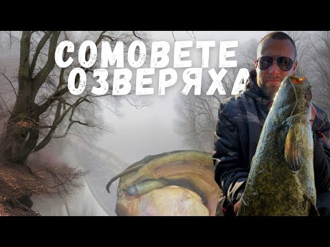 Видео: Сутрин или следобед? Кога са активни сомовете?