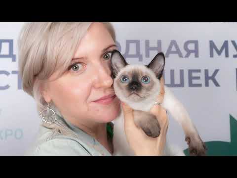 Видео: Международная выставка кошек РосКош "Spring cat show"