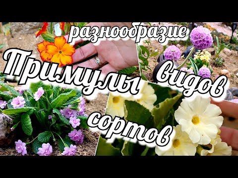 Видео: Примула / Первоцвет Шикарное разнообразие сортов и видов