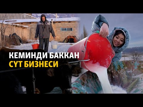 Видео: Кеминди баккан сүт бизнеси