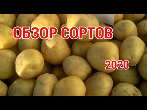 Видео: Краткий обзор сортов картофеля 2020 год