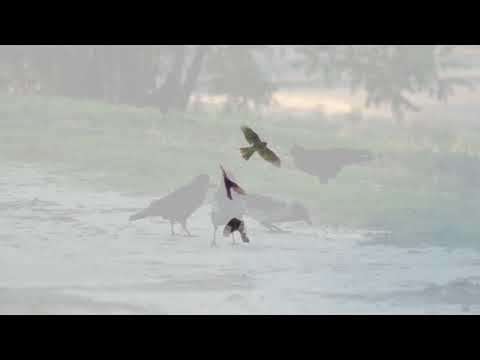 Видео: Жовтневий архів 2024