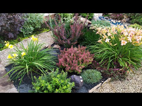 Видео: 12 июля 2023 Навела порядок в части палисадника. Цветут лиатрис, лилейники, лапчатки...