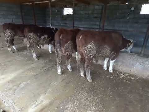 Видео: Үй шаруашылығында бұқа бордақылау бизнесы