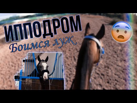 Видео: 1 Денёк на ипподроме| Жестко тыкнулся конь| КОННОVLOG