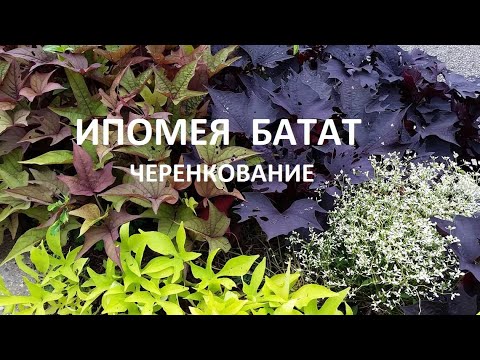 Видео: Ипомея батат . Черенкование.