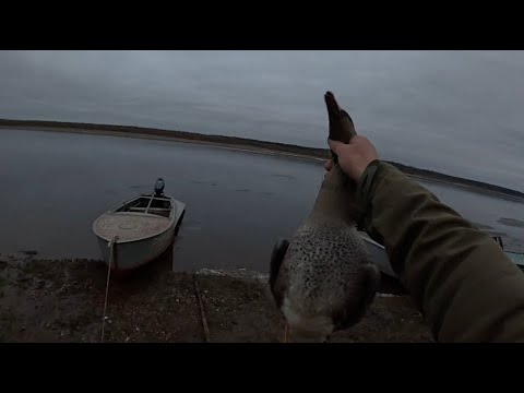 Видео: Охота на утку и гуся! Очень странный гусь!
