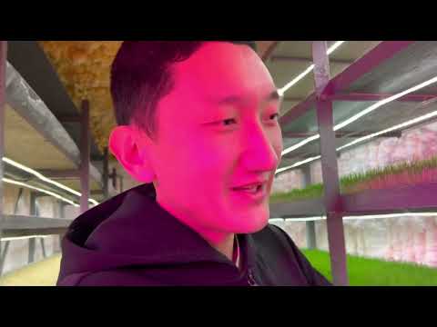 Видео: Комплекс по выращиванию ГЗК (гидропонный зеленый корм)