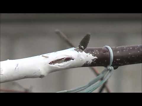 Видео: Состояние демонстрационного участка на 09 04 2022.  Восстановительная обрезка. Апрель 2022