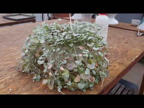 Видео: Что сделать чтоб черенок дихондры был пышный? Как раскачать мощь дихондры?