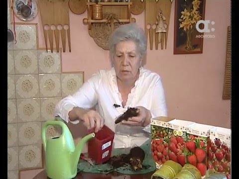 Видео: Как разводить ремонтатнтную землянику. Голова садовая