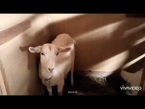 Видео: ЕСЛИ КОЗА РАНО ПОКРЫЛАСЬ 2 ЧАСТЬ