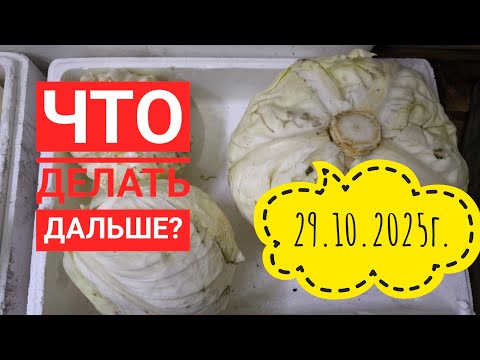 Видео: Опять слёзы 😥#влог#жизнь#дача#garden#поиск#Гилай