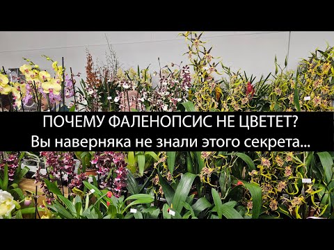 Видео: Фаленопсис не цветет? Секреты о которых вы не знали..... #орхидеи #фаленопсис #орхидеяфаленопсис