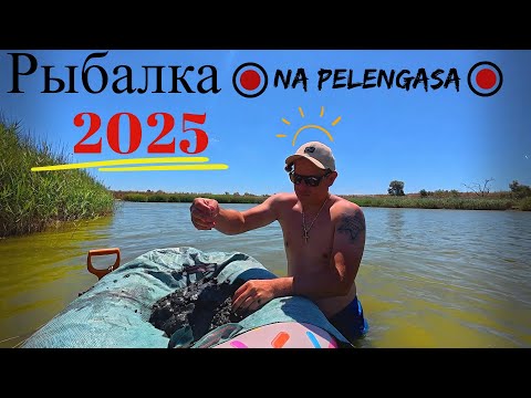 Видео: Рыбалка На Пеленгаса обновил новую катушку!!!